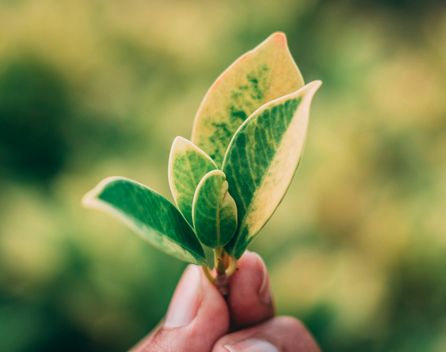 Bild: Chitto Cancio – Unsplash