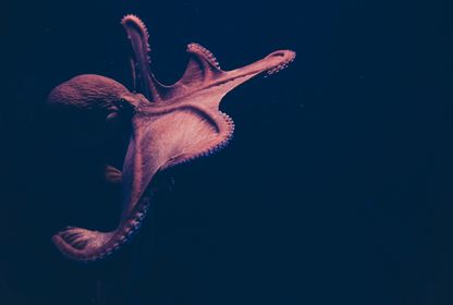 Bild: Isabel Galvez – Unsplash