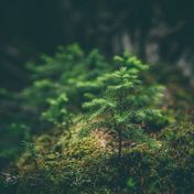 Bild: Matthew Smith – Unsplash