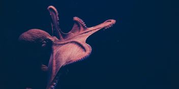 Bild: Isabel Galvez – Unsplash