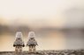 Den passenden Programmatic-Advertising-Partner finden 
