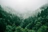 Cedara nimmt CO2-Emissionen von Gum Gum ins Visier

