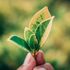 Bild: Chitto Cancio – Unsplash