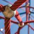 Bild: rooster - Adobe Stock
