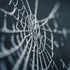 Bild: Nicolas Picard; CC0 - unsplash.com