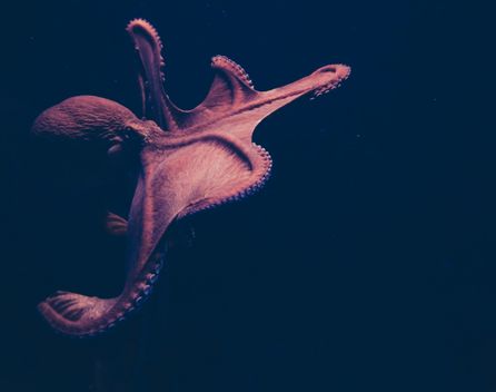 Bild: Isabel Galvez – Unsplash