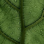 Bild: Clay Banks – Unsplash