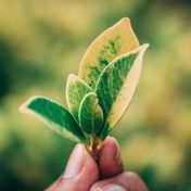 Bild: Chitto Cancio – Unsplash