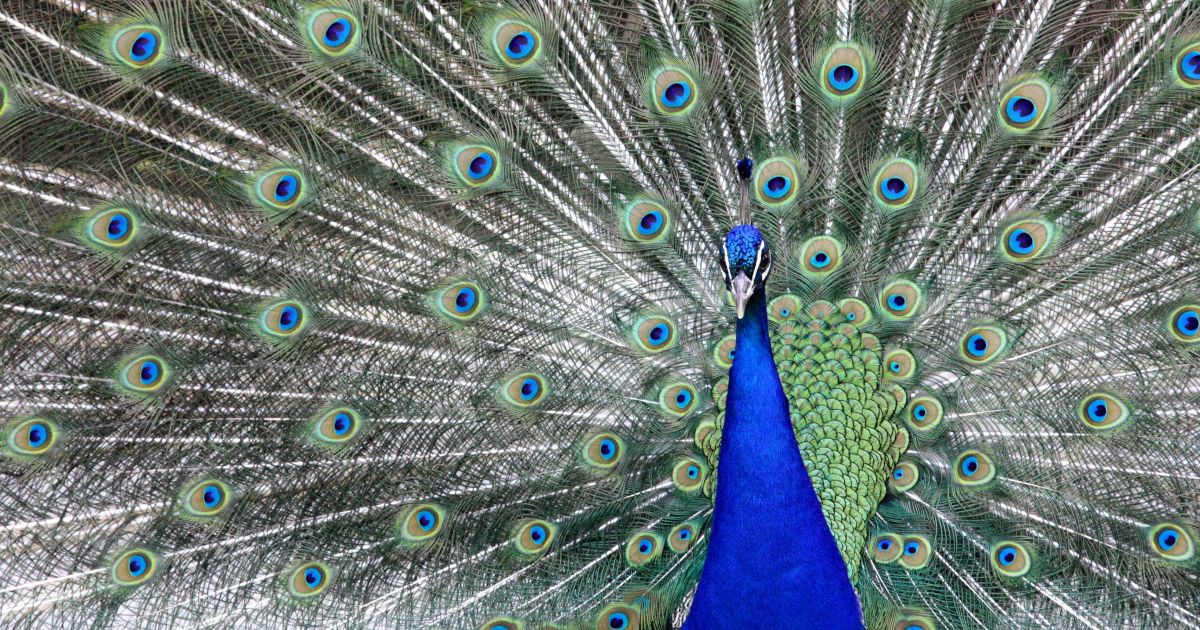 Interview-mit-Jan-Gr-wen-YOC-Attention-ist-kein-Video-Monopol