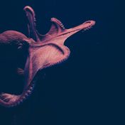 Bild: Isabel Galvez – Unsplash